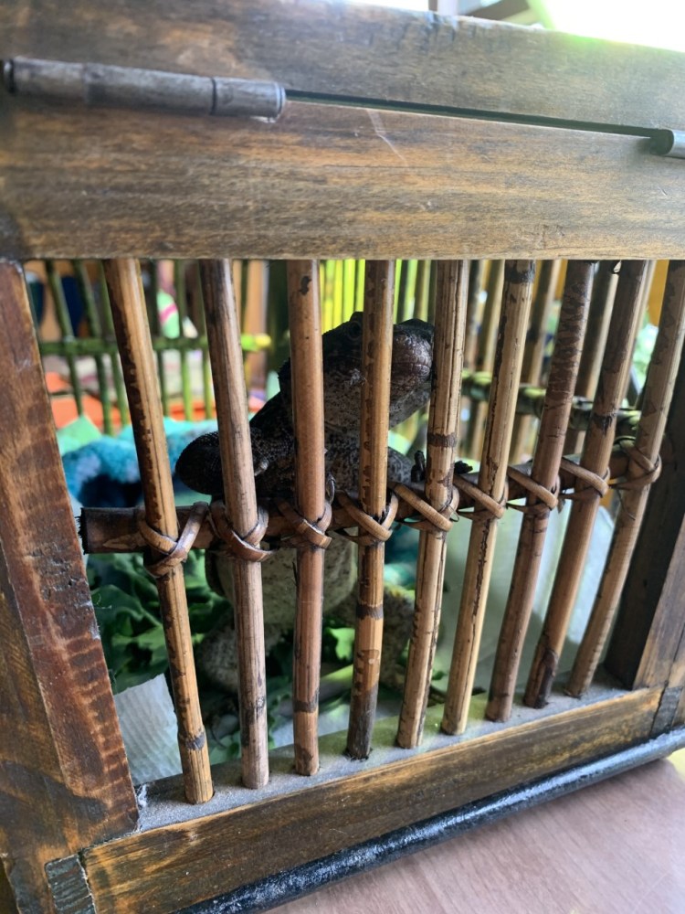 gila imprisoned at cory's